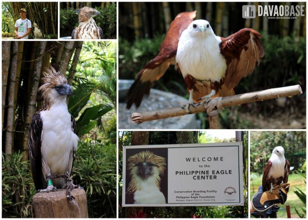 The majestic birds at Philippine Eagle Center