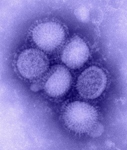 H1N1 Influenza Virus (from Wikipedia)